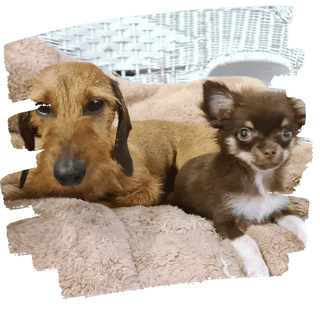 Welpengruppe Training