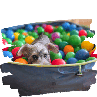 Welpe Familie Timeline