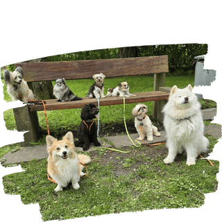 Gruppe von Hunden und Haltern beim entspannten Spaziergang