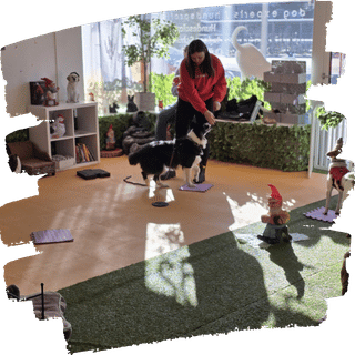 Praktische Hundeausbildung mit Trainerin und Hund-Mensch-Teams