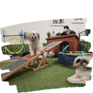 Hunde im Spielbereich Darling Dogs