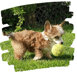 Einzelbegleitung Welpe