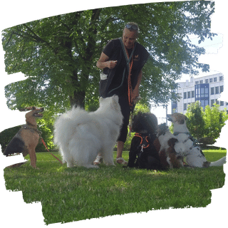 Hunde laufen frei in der Gruppe, orientieren sich aneinander