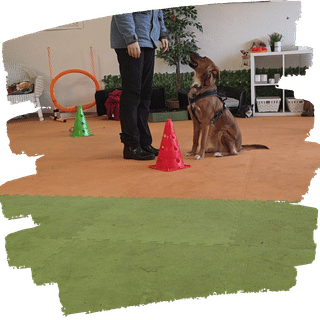 Praxiskurs Hundetraining Z&uuml;rich